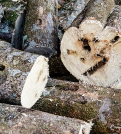 agarwoodchip408 450 1